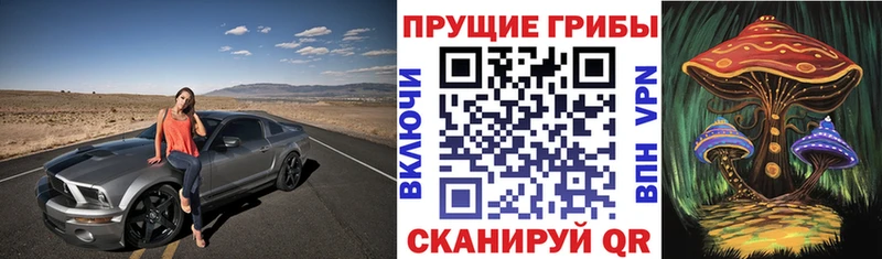Купить где  Приволжск  Галлюциногенные грибы Psilocybine cubensis 